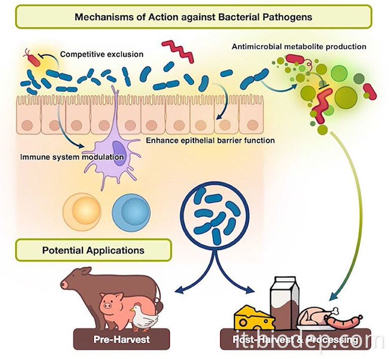 lactobacillus delbrueckii1